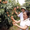 Một vườn vải thiều được cấp mã số vùng trồng xuất khẩu. (Ảnh: Đồng Thúy/TTXVN)
