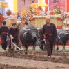 Lễ hội Tịch điền Đọi Sơn tái hiện truyền thống 'dĩ nông vi bản' (Lấy nghề nông làm gốc). (Ảnh: Minh Quyết/TTXVN)