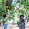 Khách tham quan vườn trái cây Bi Bo, huyện Long Hồ, tỉnh Vĩnh Long. (Ảnh: Lê Thúy Hằng/TTXVN)