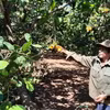 Thu hoạch điều đầu vụ tại xã Đức Hạnh, Bù Gia Mập, Bình Phước. (Ảnh: K GỬIH/TTXVN)