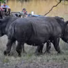 Tê giác trắng tại Limpopo, Nam Phi. (Ảnh: AFP/TTXVN)