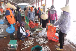 Nghệ An: Ngư dân bám biển, mưu sinh trong thời tiết rét đậm