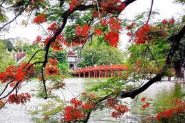 Hoa phượng nở đỏ rực một góc hồ Hoàn Kiếm, quận Hoàn Kiếm, thành phố Hà Nội. (Ảnh: Phạm Hậu/TTXVN)