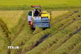 Thu hoạch lúa Đông Xuân sớm tại huyện Vị Thủy, tỉnh Hậu Giang. (Ảnh: Duy Khương/TTXVN)