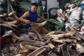 Sản xuất hàng thủ công mỹ nghệ từ xương-sừng ở Thường Tín. (Ảnh: Vũ Sinh/TTXVN)