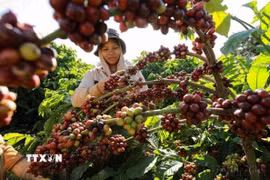 Thu hoạch càphê ở vùng trồng của Công ty Simexco Daklak, thành phố Buôn Ma Thuột, tỉnh Đắk Lắk. (Ảnh: Vũ Sinh/TTXVN)