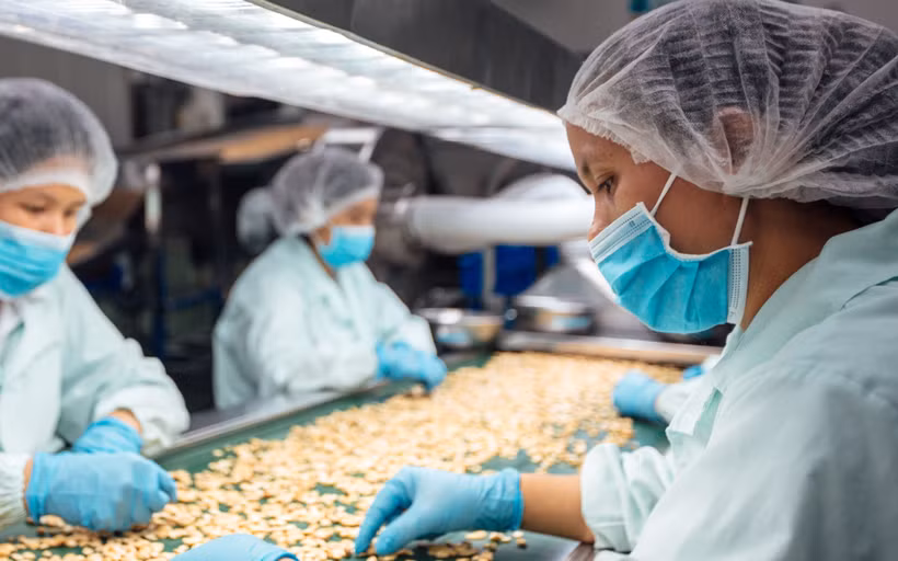 Chế biến hạt điều xuất khẩu tại Nhà máy OFI Việt Nam. (Ảnh: Tài Lộc/Vietnam+)