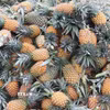 Dứa Đồng Tháp nổi tiếng với vị ngọt thanh đặc trưng được thị trường ưa chuộng. (Ảnh: Hữu Chí/TTXVN)