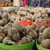 Sầu riêng có mã số vùng trồng được thu mua vào nhà máy sơ chế trước khi được dán tem xuất khẩu chính ngạch. (Ảnh: Kha Phạm/TTXVN) 