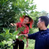 Người dân Phú Thọ tích cực thi đua sản xuất, chuyển đổi cây trồng mới có giá trị kinh tế cao. (Ảnh: Thanh Hải/TTXVN)
