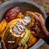 Nông dân thu hoạch quả cacao tại Yogyakarta, Indonesia. (Ảnh: THX/TTXVN)