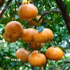 Quýt hồng chín lên màu. (Ảnh: Nhựt An/TTXVN)