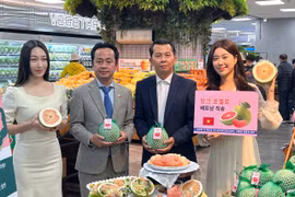 Trái bưởi Việt Nam chính thức được bày bán tại hệ thống siêu thị Lotte Mart. (Ảnh: PV/Vietnam+)