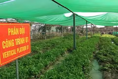 Bộ đội Việt Nam biến đất khô cằn ở châu Phi thành vườn rau xanh