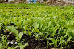 Vườn rau được bón phân hữu cơ sản xuất từ rơm và phát triển tốt. (Ảnh: Nhựt An/TTXVN)
