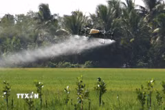 Sử dụng máy bay không người lái vào bón phân cho lúa tại xã Vị Thanh 1, thành phố Cần Thơ. (Ảnh: Duy Khương/TTXVN)