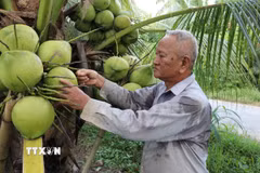 Ảnh minh họa. (Nguồn: Thanh Hòa/TTXVN)