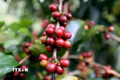 Sơn La hiện có diện tích, sản lượng càphê Arabica lớn nhất cả nước. (Ảnh: Quang Quyết/TTXVN)