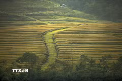 Những thửa ruộng lúa đang mùa chín rộ như những bậc thang vàng ở xã Miền Đồi, Tân Lạc. (Ảnh minh họa: Trọng Đạt/TTXVN)
