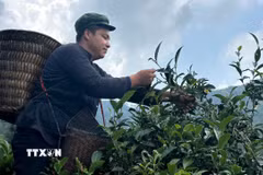Anh Vàng A Bình (thôn đội 4) hái chè Shan tuyết cổ thụ hữu cơ hàng trăm năm tuổi tại vườn chè gia đình. (Ảnh: TTXVN phát)