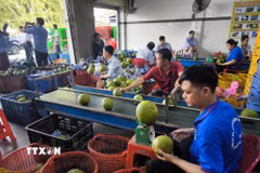 Đóng gói bưởi da xanh xuất khẩu tại nhà máy chế biến sản xuất Hương Miền Tây, xã Phước Mỹ Trung, tỉnh Vĩnh Long. (Ảnh: Phúc Sơn/TTXVN)