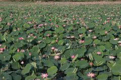 Những sản phẩm từ sen Đồng Tháp. (Ảnh: Minh Hưng/TTXVN)