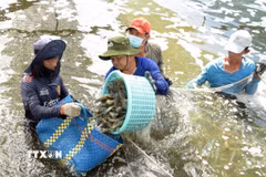 Người dân Cà Mau thu hoạch tôm công nghệ cao. (Ảnh: Chanh Đa/TTXVN)