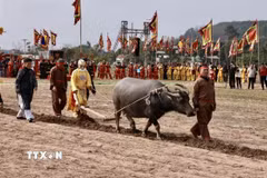 Ông Nguyễn Ngọc An (75 tuổi, trú tại xã Tiên Sơn, thị xã Duy Tiên, tỉnh Hà Nam) “vào vai” nhà vua Lê Đại Hành xuống đồng cày ruộng đầu năm với bà con. (Ảnh: Trần Việt/TTXVN)