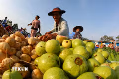 Các mặt hàng nông sản tươi xanh tại Cần Thơ. (Ảnh: Duy Khương/TTXVN)