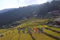 Xà Phìn - mùa vàng bên mái rêu