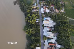 Sạt lở đất sông Trà Khúc áp sát cách tỉnh lộ 632B hơn 10m, uy hiếp các công trình nhà ở của người dân qua thôn An Tây xã Trà Giang . (Ảnh: Phạm Cường/TTXVN)