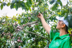 Mận Tam Hoa Bắc Hà - đặc sản trứ danh của Lào Cai. (Ảnh: Hoàng Hiếu/TTXVN)