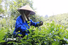 Trồng chè chất lượng cao ở xã Hưng Khánh, tỉnh Lào Cai. (Ảnh: Tiến Khánh/TTXVN)