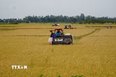 Nông dân ở vùng đầu nguồn của tỉnh Đồng Tháp tất bật thu hoạch vụ lúa Hè thu để chuẩn bị đón mùa nước nổi. (Ảnh: Nhựt An/TTXVN)