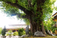 Cây bồ đề có nguồn gốc từ Ấn Độ trồng trong sân chùa Từ Đàm, thành phố Huế. (Ảnh: Nguyên Lý/TTXVN)