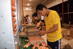 Công nhân Công ty trách nhiệm hữu hạn Chăn nuôi Công nghệ cao 168, xã Tam Ngãi, tỉnh Vĩnh Long, đóng gói trứng gà. (Ảnh: Phúc Sơn/TTXVN)