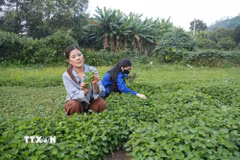 Chị Vi Thị Lụa, Hợp tác xã Chế biến nông sản Lụa Vy, livestream giới thiệu vùng nguyên liệu diếp cá trong chế biến trà diếp cá. (Ảnh: Tiến Vĩnh/TTXVN)