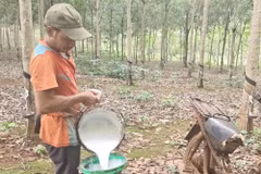 Nông dân tại xã Phú Nghĩa thu hoạch mủ cao su. (Ảnh: K GỬIH/TTXVN)