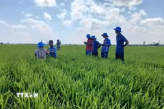 Sản xuất lúa chất lượng cao và phát thải thấp không chỉ nâng cao giá trị kinh tế cho người nông dân Cà Mau mà còn khẳng định trách nhiệm cùng cả nước hướng tới nền nông nghiệp xanh, hiện đại và bền vững. (Ảnh: TTXVN phát)