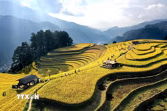 Mùa lúa chín trên những thửa ruộng bậc thang ở miền núi phía Bắc Việt Nam thu hút hàng nghìn du khách và nhiếp ảnh gia. (Ảnh: Tuấn Anh/TTXVN)