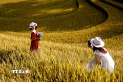Du khách từ khắp nơi đổ về, háo hức ghi lại những khoảnh khắc đáng nhớ và đắm mình trong vẻ đẹp của mùa lúa chín ở Mù Cang Chải. (Ảnh: Tuấn Anh/TTXVN)