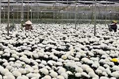 Vùng cao nguyên Lâm Đồng là trung tâm sản xuất, xuất khẩu hoa cắt cành của cả nước. (Ảnh: Kha Phạm/TTXVN)