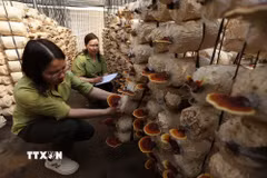 Kiểm tra giống nấm linh chi được nhân giống bảo tồn ở Trung tâm của Vườn Quốc gia Hoàng Liên, tỉnh Lào Cai. (Ảnh: Vũ Sinh/TTXVN)