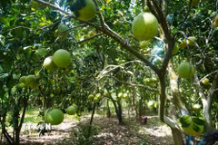 Vườn bưởi thanh trà, phường Thủy Xuân, thành phố Huế, cho năng suất cao khi vào chính vụ. (Ảnh: Nguyên Lý/TTXVN)