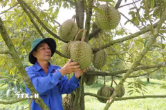 (Ảnh: Nguyễn Huy Thành/TTXVN)