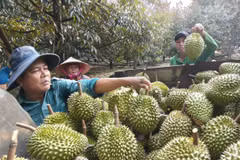 Hộ gia đình ông Nguyễn Lộc ở phường Phước Long (Thành phố Đồng Nai) mất vui khi giá sầu riêng Ri6 đầu vụ thấp. (Ảnh: K GỬIH/TTXVN)