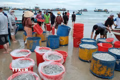 Ngư dân Đà Nẵng trúng đậm chuyến biển trong dịp nghỉ lễ Quốc khánh 2/9. (Ảnh: Đỗ Trưởng/TTXVN)