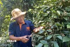 Ông Lê Văn Đen ở ấp Tân Hội, xã biên giới Tân Tiến, tỉnh Đồng Nai chăm sóc vườn tiêu. (Ảnh: K GỬIH/TTXVN)