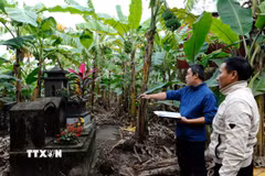 Chính quyền xã Tứ Dân (Khoái Châu) đang tiến hành kiểm đếm, quy chủ 517 ngôi mộ nằm trong phạm vi giải phóng mặt bằng của Dự án. (Ảnh Mạnh Khánh/TTXVN)