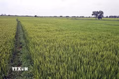 Ảnh minh họa. (Ảnh: TTXVN phát)